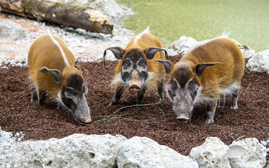 Neue Außenanlage für Pinselohrschweine (©Foto: Tierpark Hellabrunn, Marc Müller)